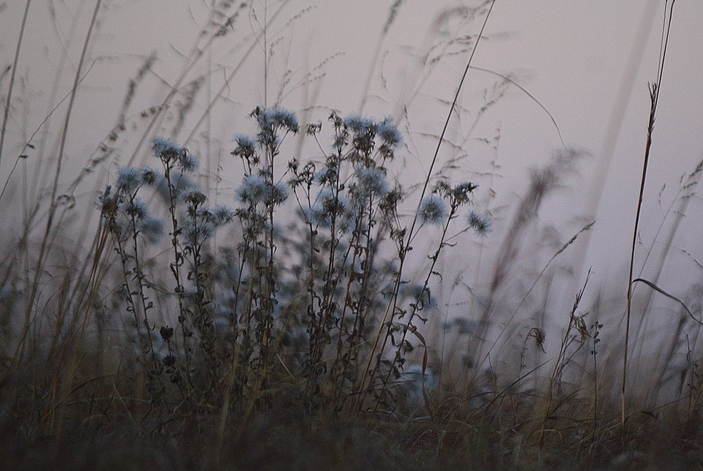 Tufts of Tufts Blue by kareenking