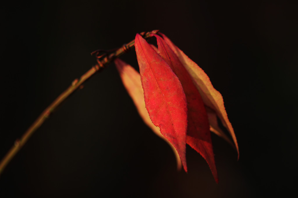 Late Autumn Flag by mzzhope