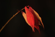 24th Nov 2014 - Late Autumn Flag