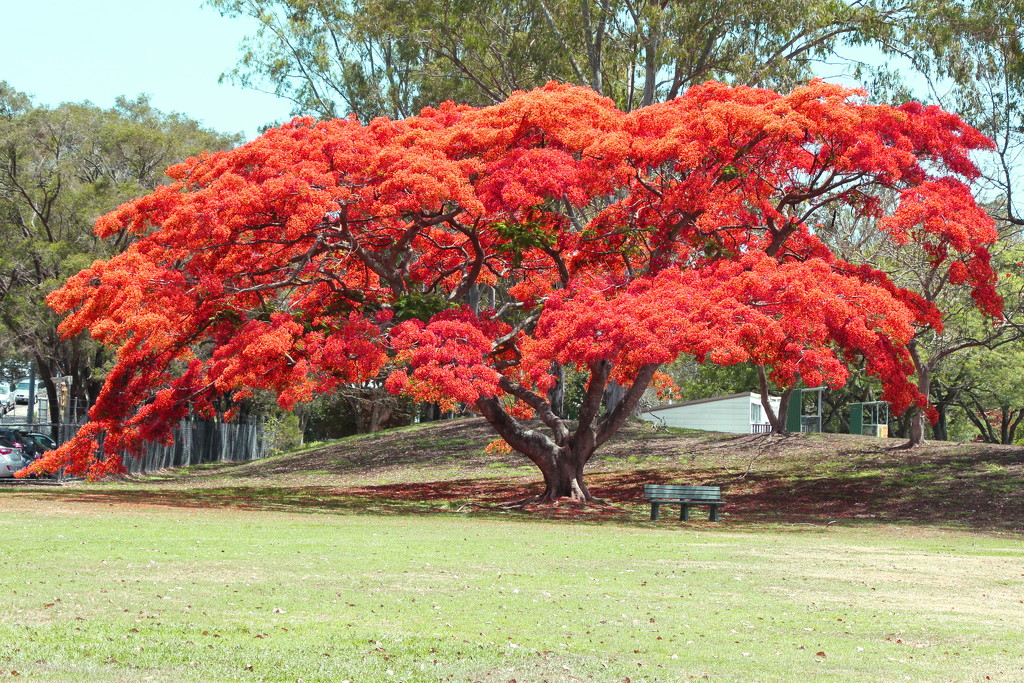 Another Poinciana by terryliv