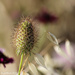 Prickly beauty by flyrobin