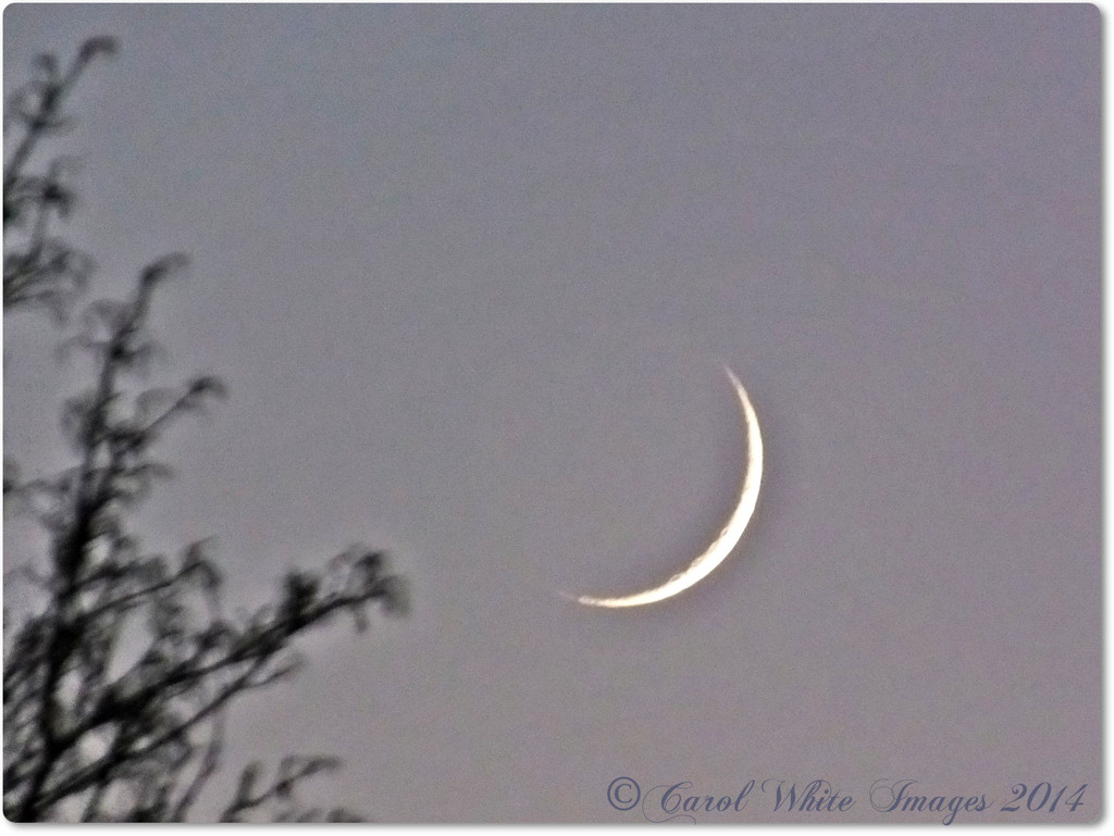 Crescent Moon by carolmw