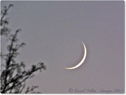 25th Nov 2014 - Crescent Moon