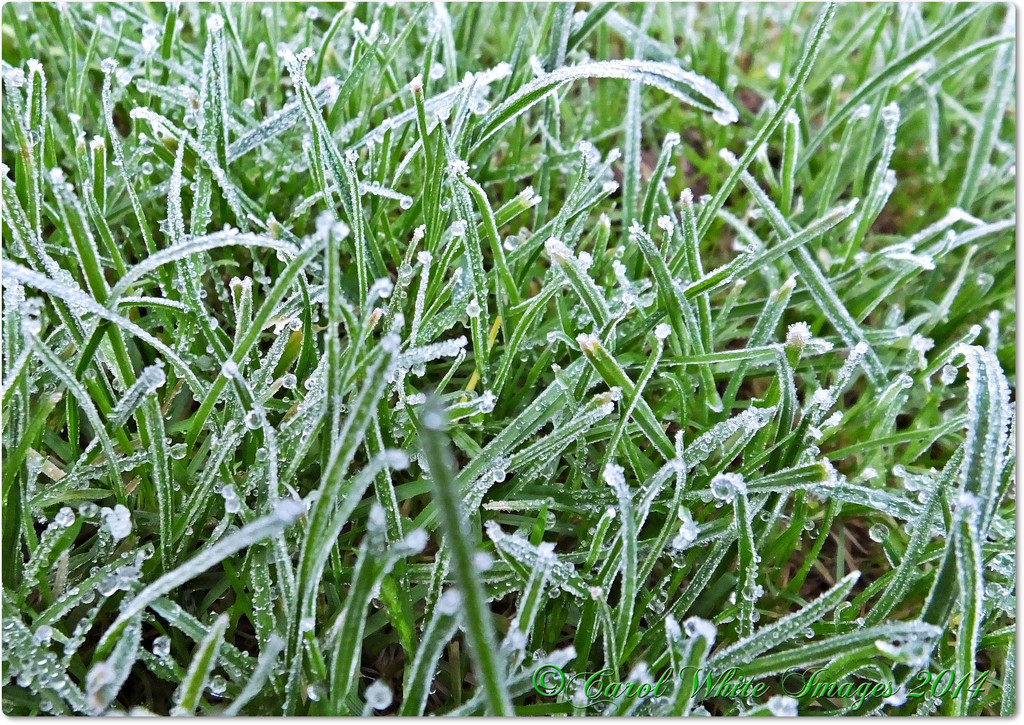 Frosted Grass by carolmw
