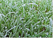 25th Nov 2014 - Frosted Grass