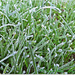 Frosted Grass by carolmw