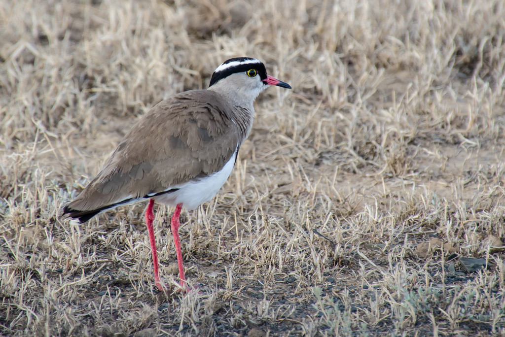 Crowned Lapwing by salza
