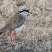 Crowned Lapwing by salza