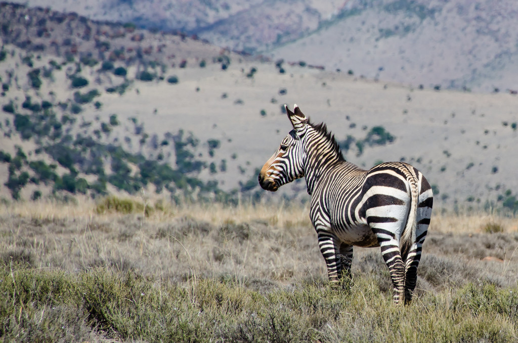 Cape Mountain Zebra by salza