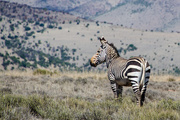 25th Nov 2014 - Cape Mountain Zebra