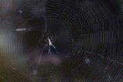 21st Nov 2014 - Web and Spider