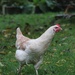 Chicken run by judithg