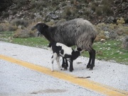 30th Oct 2014 - Why did the Goats Not Cross the Road?