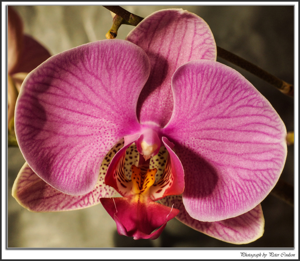 Orchid by pcoulson