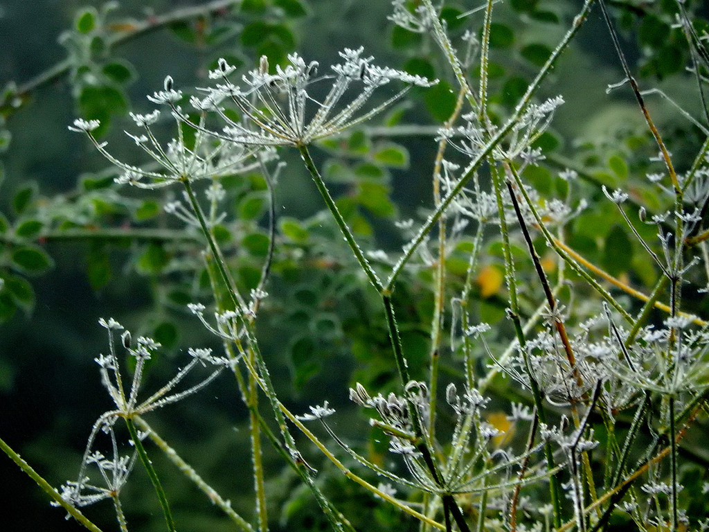Frosted Fennel....... by snowy