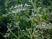 25th Nov 2014 - Frosted Fennel.......