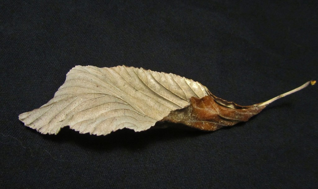 leaf cornucopia by jokristina