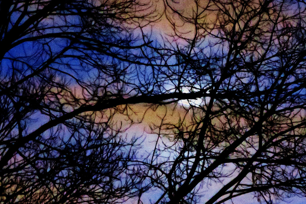 Tree at Night by april16