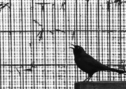 26th Oct 2014 - The Caged Bird