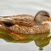I Turn to Ducks by khawbecker