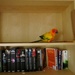 Phoenix on the shelf by alia_801
