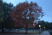 26th Nov 2014 - Swamp (red) maple, Colonial Lake, Charleston, SC