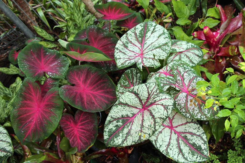 Caladiums by terryliv