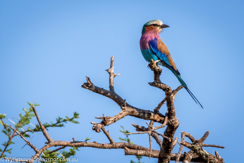 Lilac breasted roller by pusspup