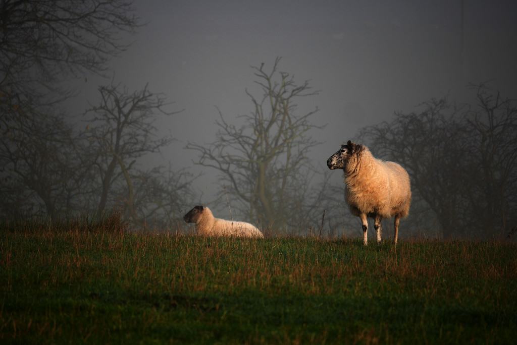 Baa Baa White Sheep by newbank