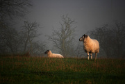 24th Nov 2014 - Baa Baa White Sheep