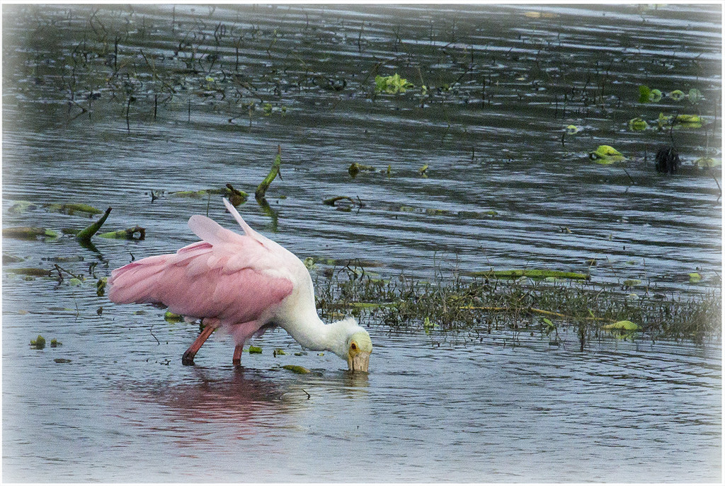 Roseate Spoonbill by gardencat