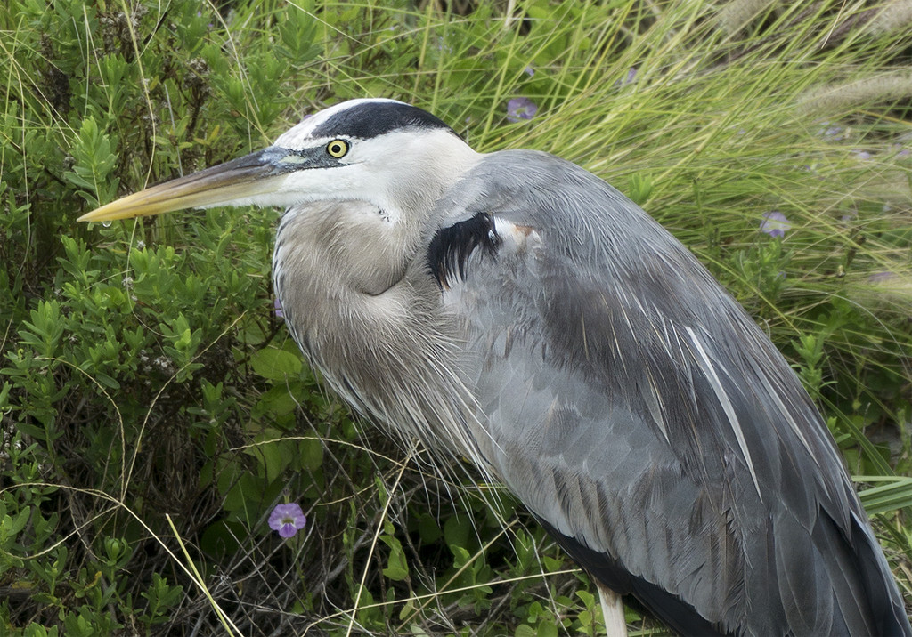 Another Blue Heron shot... by gardencat