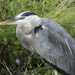 Another Blue Heron shot... by gardencat