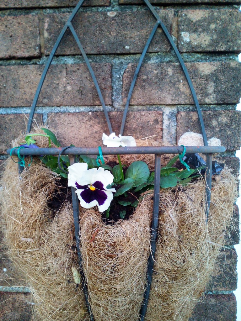 Winter pansies planted out by jennymdennis