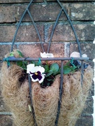24th Nov 2014 - Winter pansies planted out