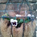 Winter pansies planted out by jennymdennis