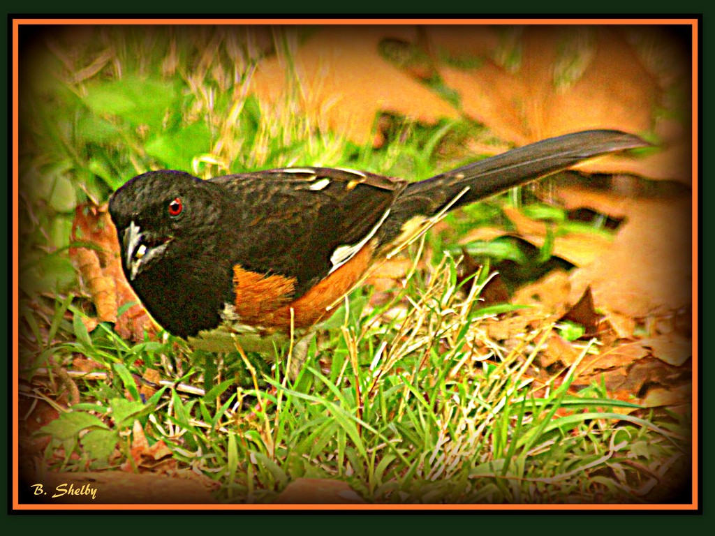The Towhee Comes  Calling by vernabeth
