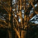 evening trees by callymazoo