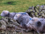 24th Nov 2014 - Lakeland Herdwick sheep
