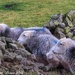 Lakeland Herdwick sheep by craftymeg