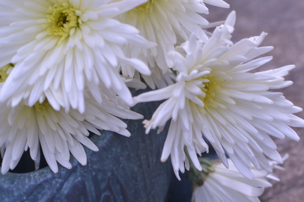 White Chrysanthemums blue jar by ziggy77