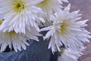 26th Nov 2014 - White Chrysanthemums blue jar