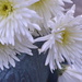White Chrysanthemums blue jar by ziggy77