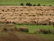 26th Nov 2014 - The Red Tussock
