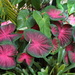 Caladiums 2 by terryliv