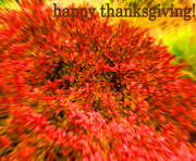 27th Nov 2014 - happy thanksgiving