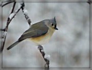 24th Nov 2014 - Frosted Titmouse