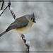 Frosted Titmouse by olivetreeann