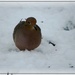 Snowy Dove by olivetreeann