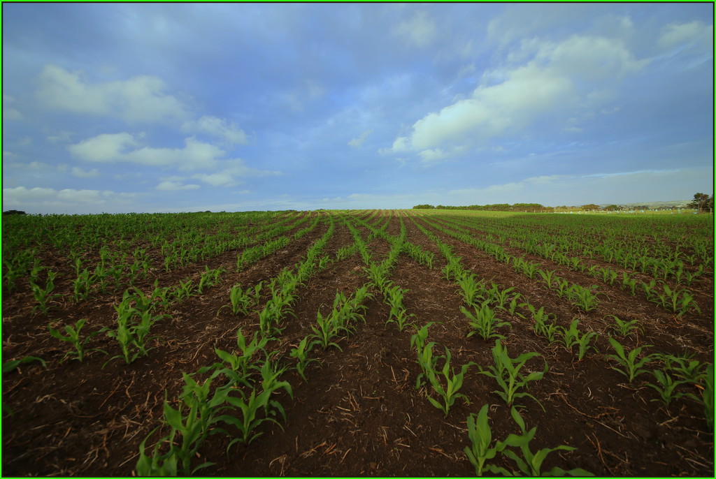 Maize cropping by dide